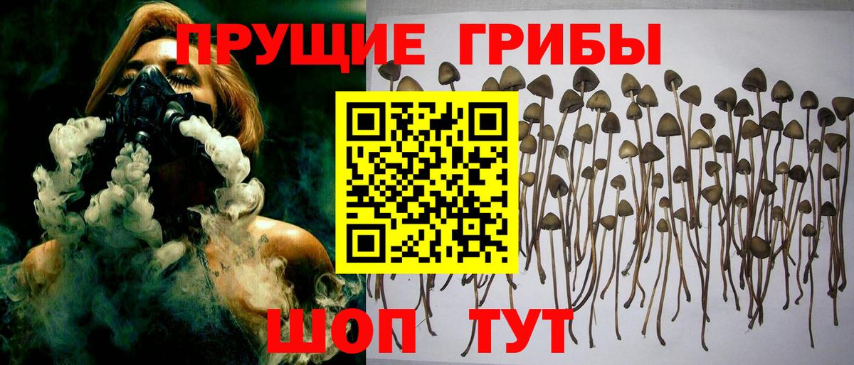Галлюциногенные грибы Psilocybe Сергиев Посад